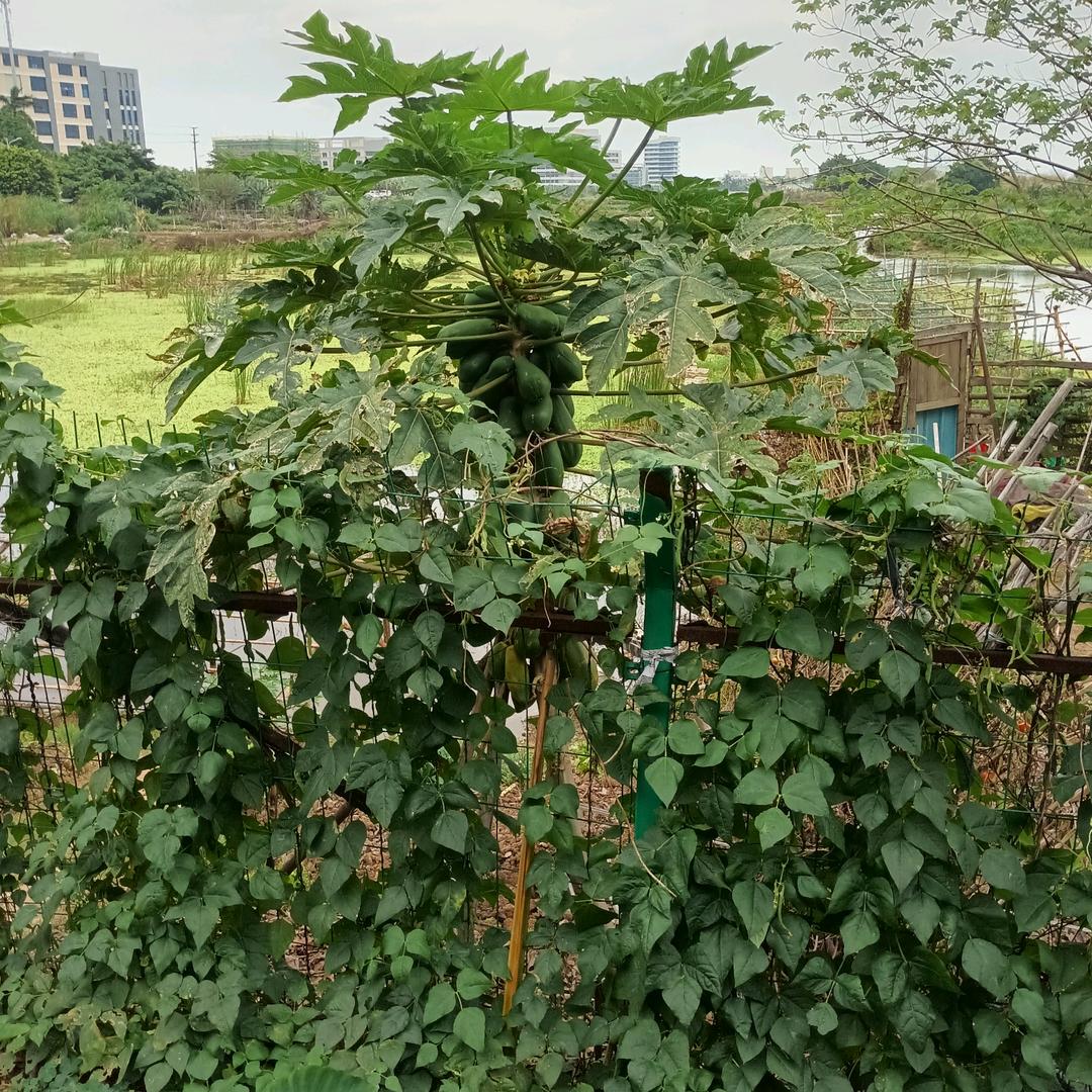 开心大姐