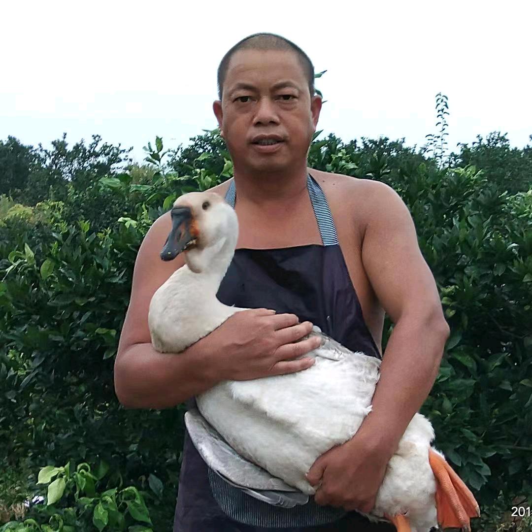 农村黄三哥