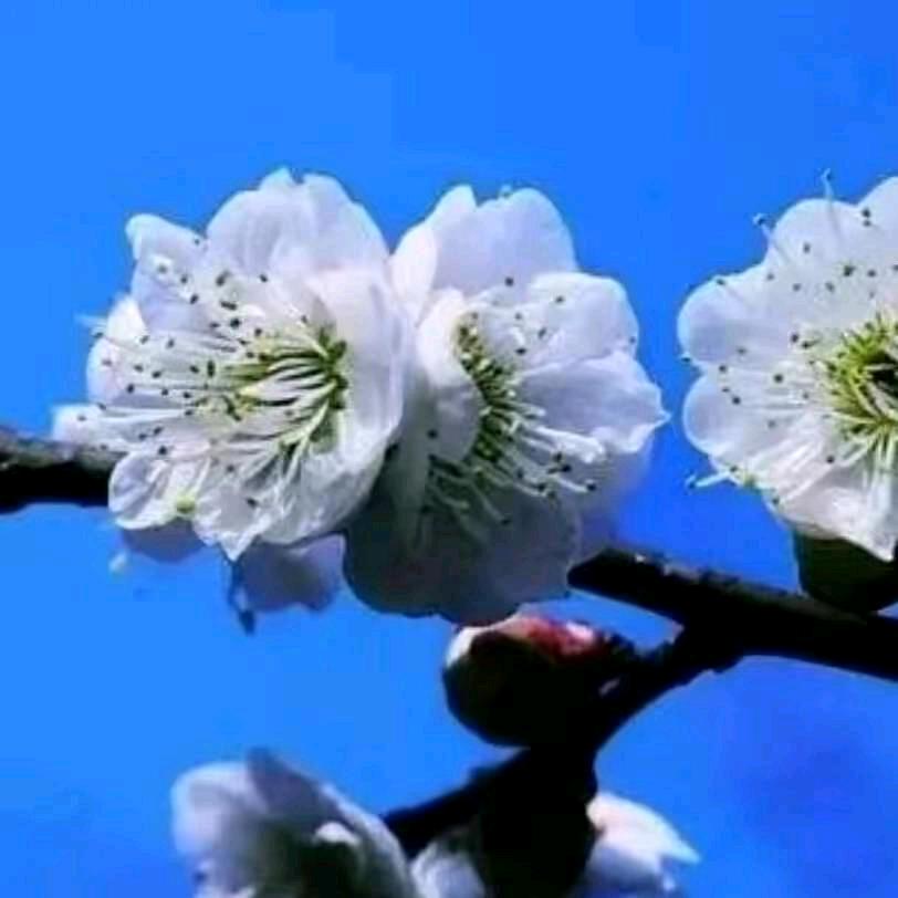 春天   山货