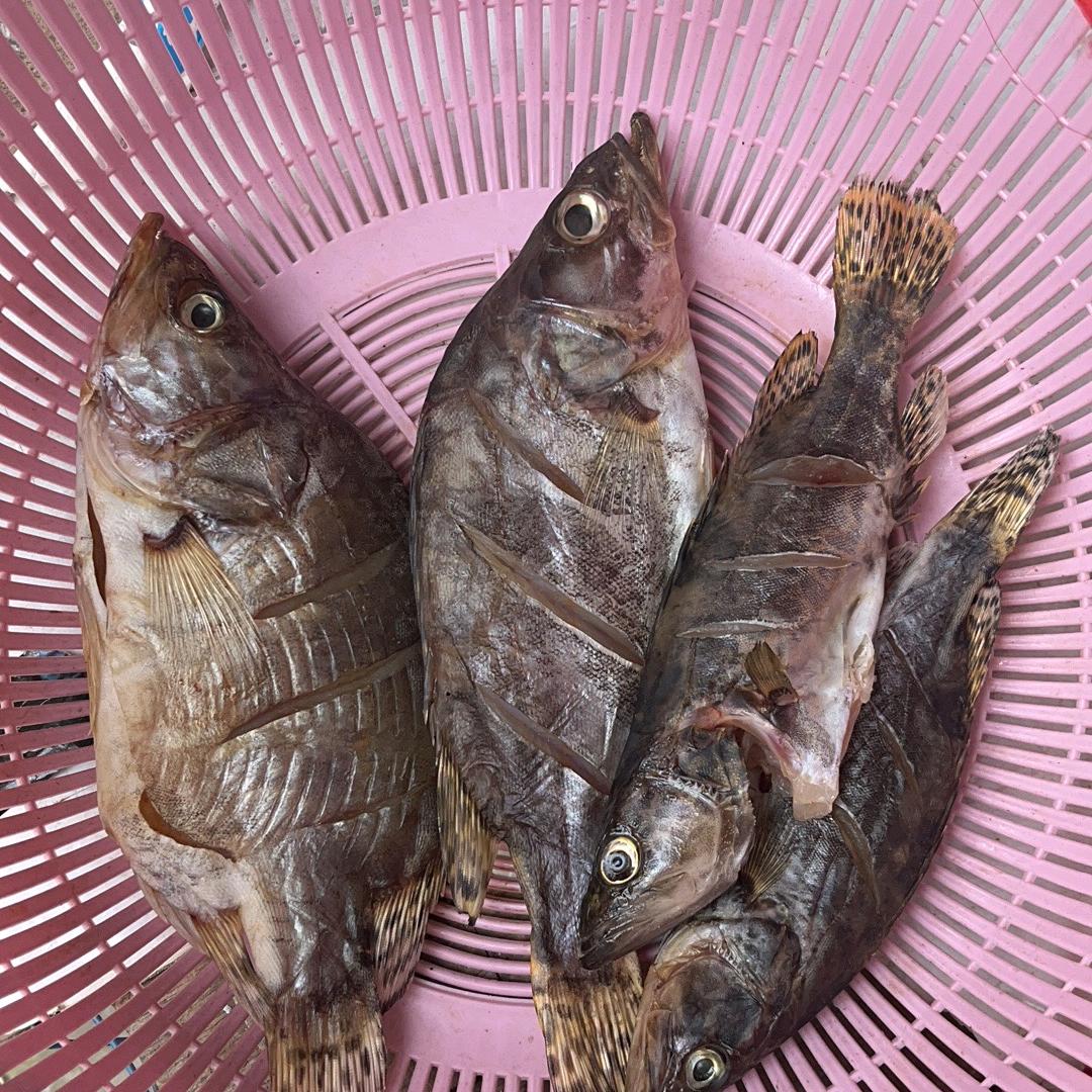 🌈游子钓🐟
