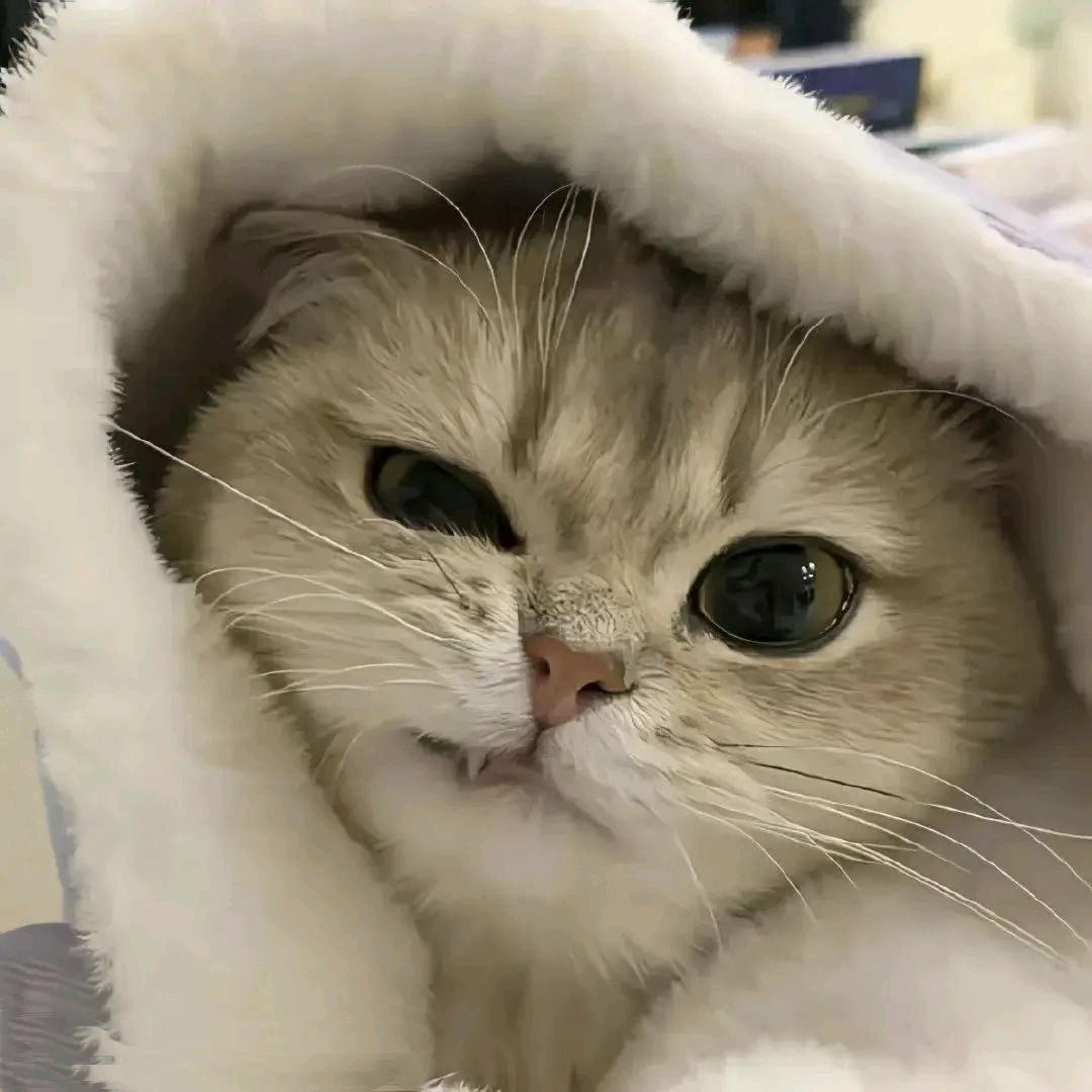 葱花🐠