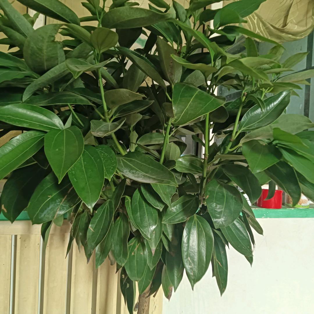 好人一生平安！