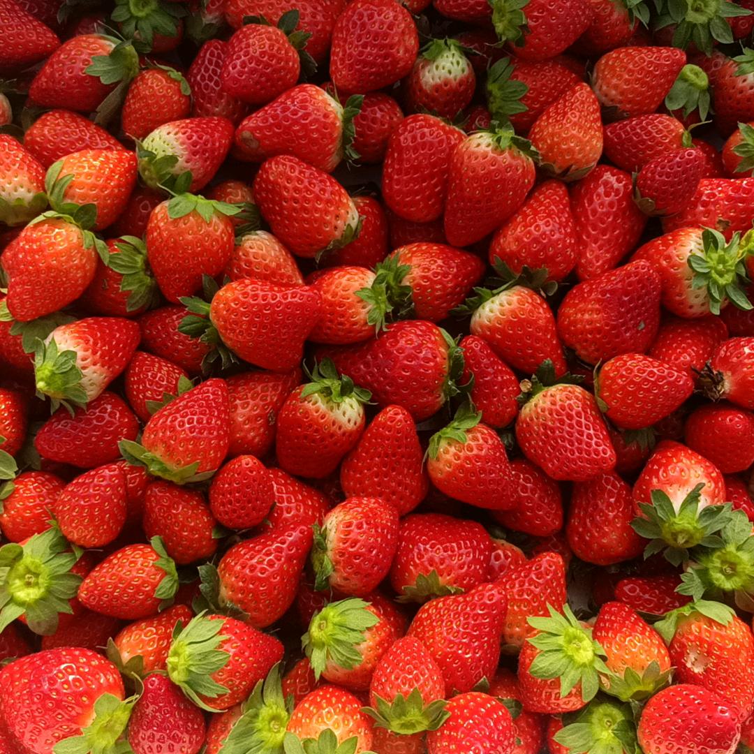 小陈哥草莓采摘园官方号