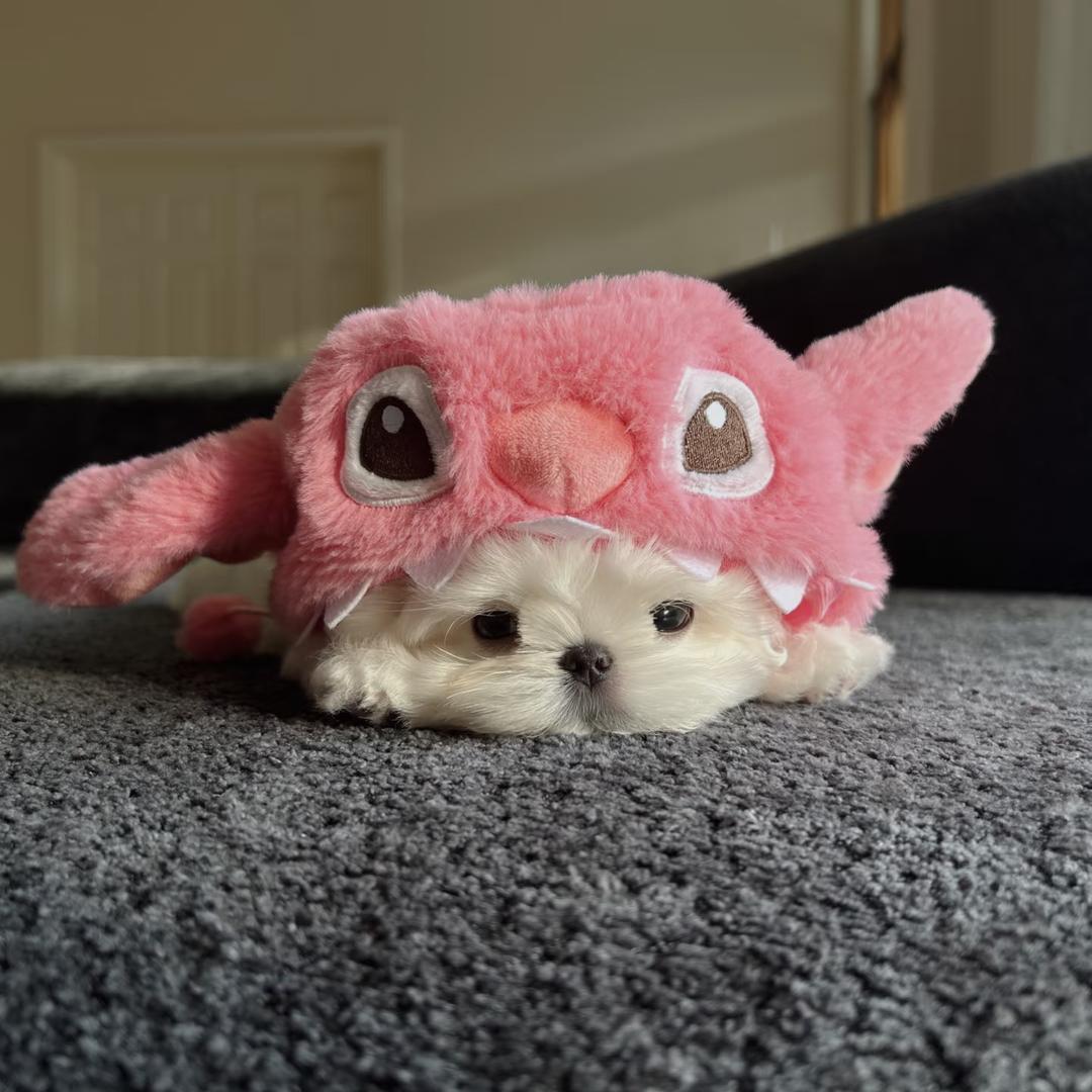 困困ʚʕ̯•͡˔•̯᷅ʔɞㅤ