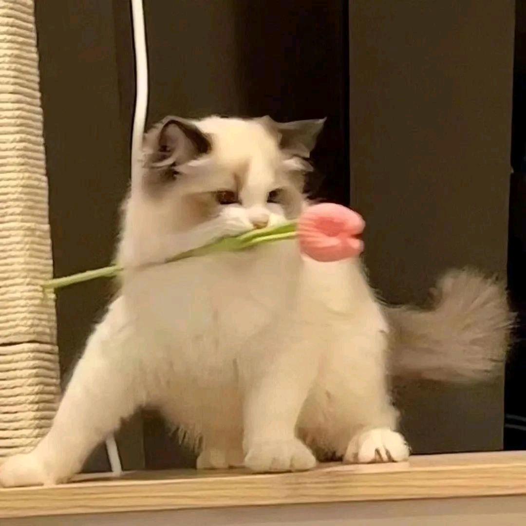 什么鱼也不吃