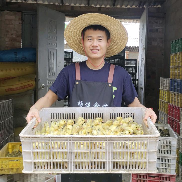 杨伍鸭苗批发孵化场