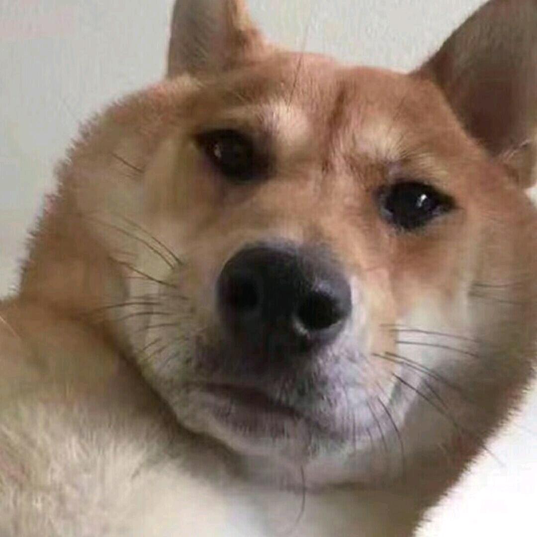 聪明的二狗