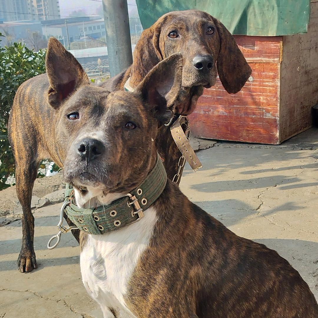 中方县护农狩猎队