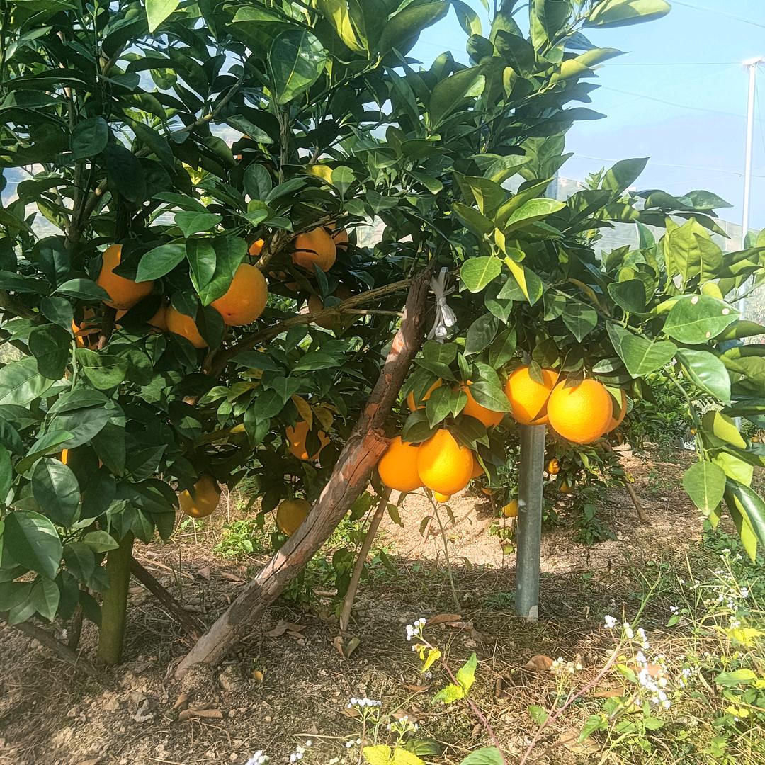 来福（赣南脐橙直发）