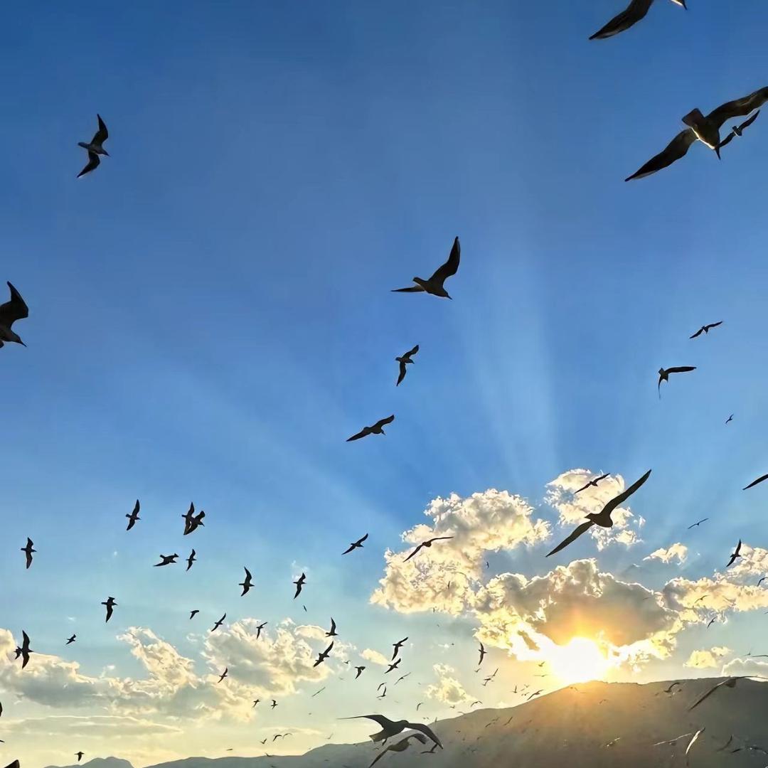 阳海传媒直播号