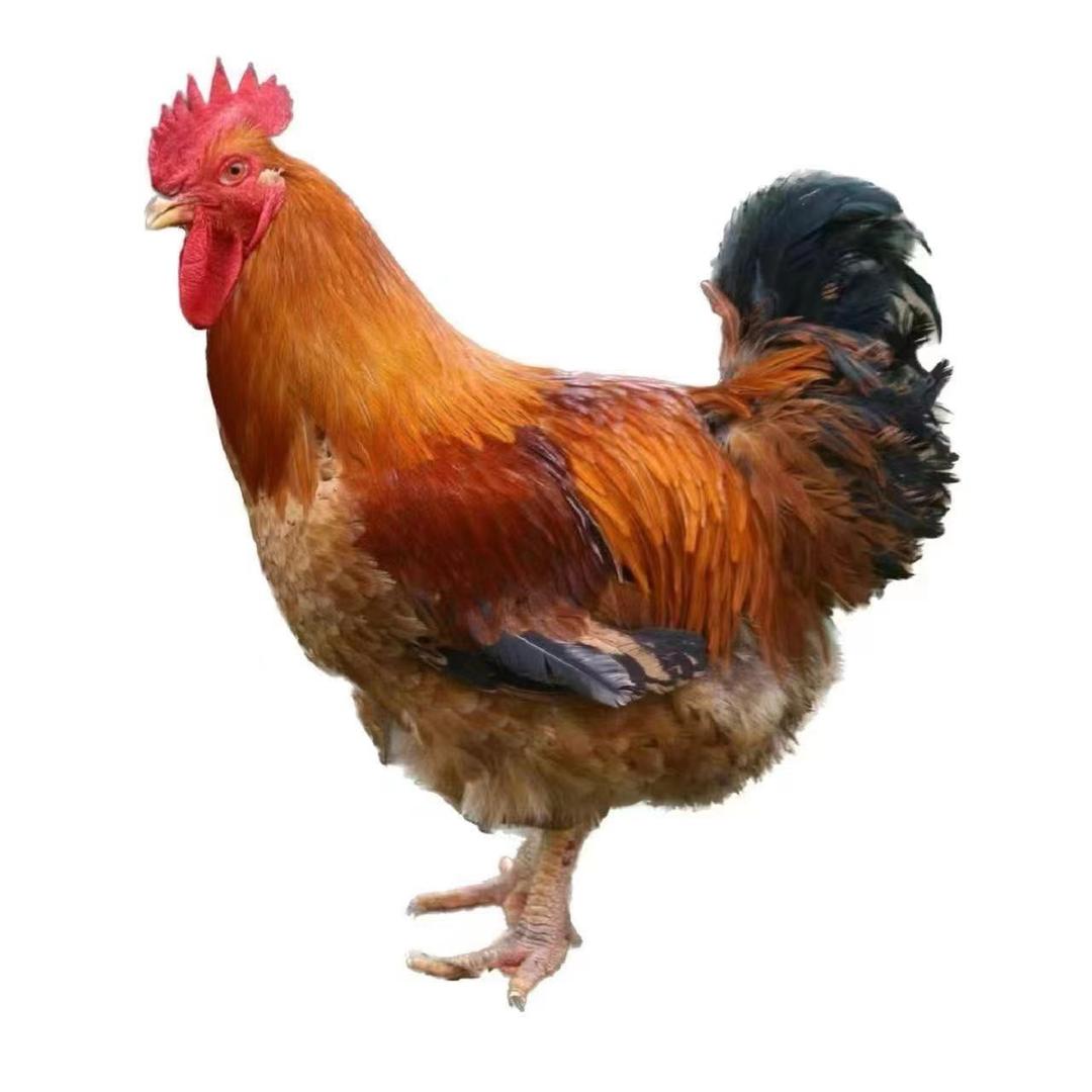 一号便利店宠粉号