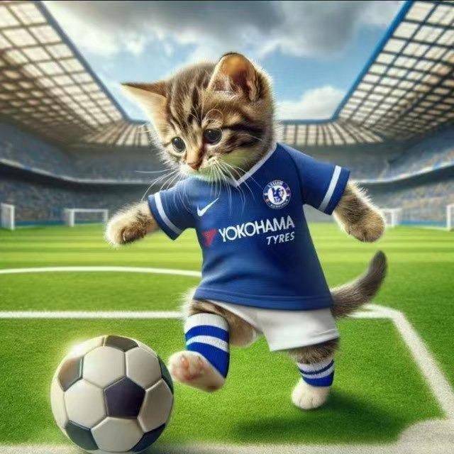 猫猫足球直播号