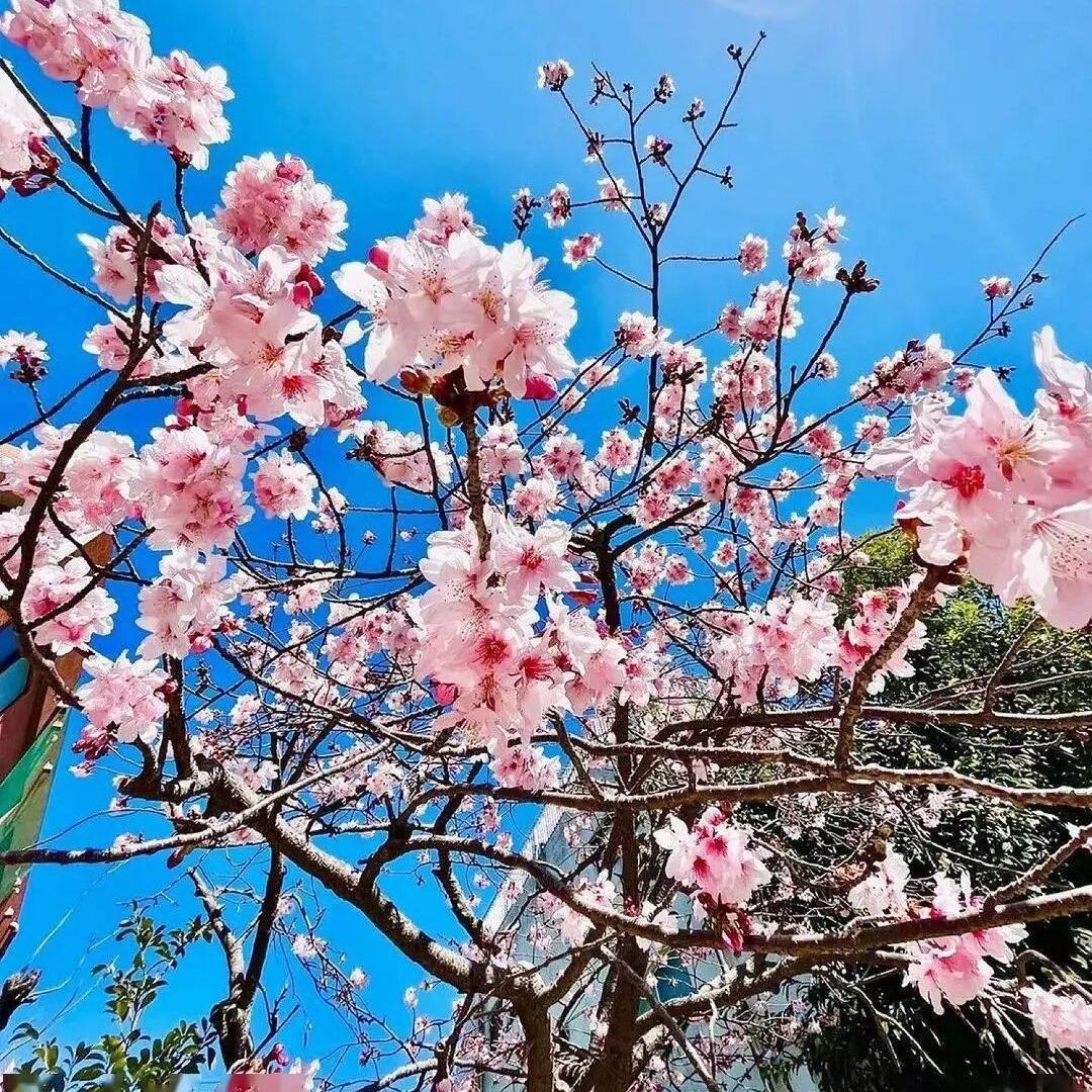 智能空调总厂直销A3直播号