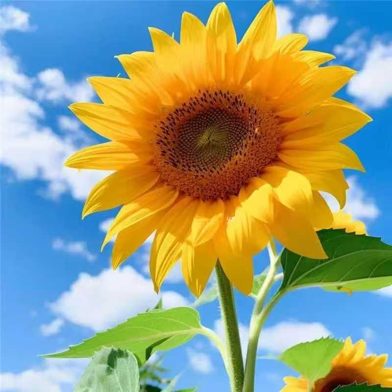 丽园直播宠粉专用号