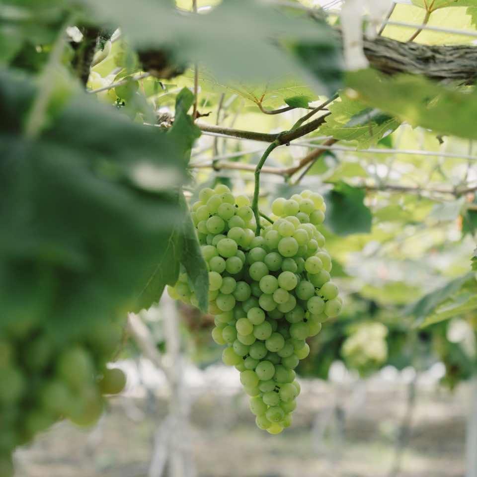 灵粮农场自由田野乐园