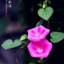 拈花浅浅笑