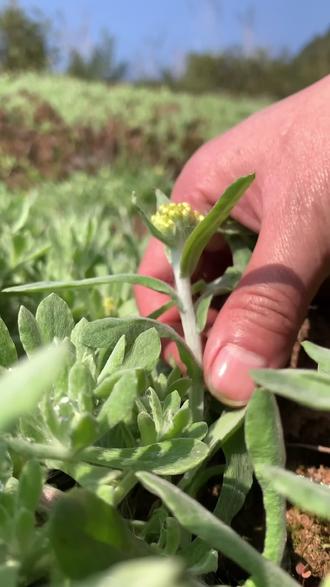 第9集 | 清明粑,软雀儿粑…说说你们那都是怎么叫的,简易版教程来了