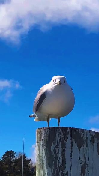片段 共10s " 重播 播放 下个视频:第7集 | 一只会啊啊啊啊啊的胖海鸥